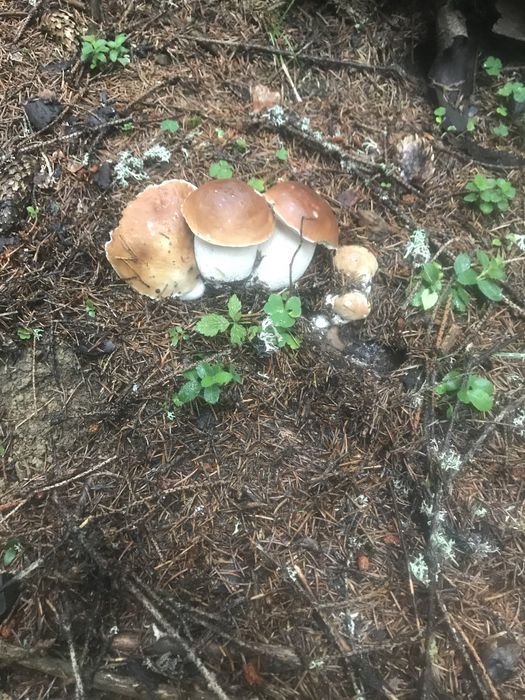 Гриби мариновані і сухі