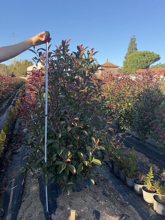 Photinias Red Robin