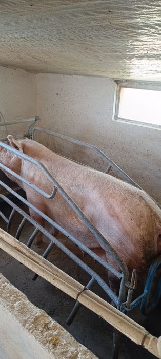 Продам свині свиноматки