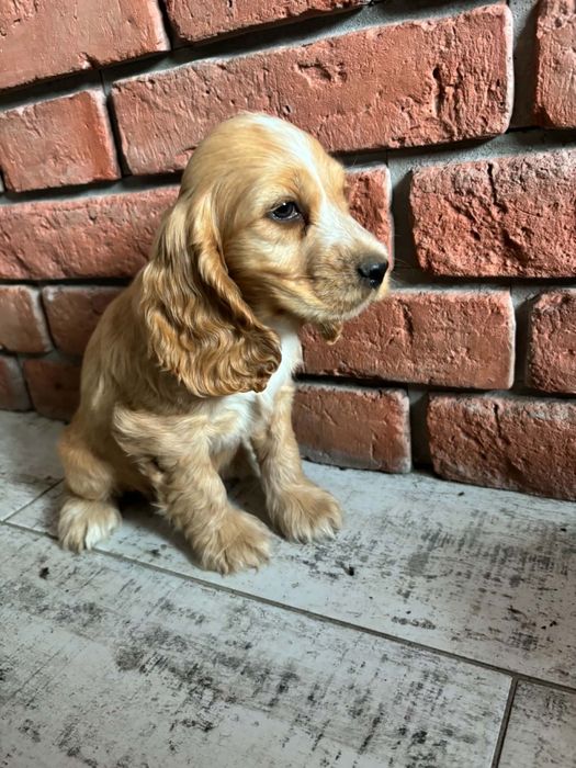 Cocker spaniel angielski piesek