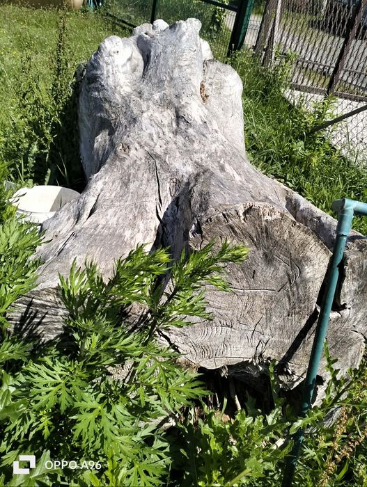 LIPA, drzewo lipowe, drewno na rzeźby, klocki, kłody