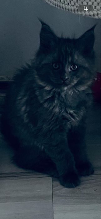 Kocięta Maine Coon rodowód FPL koty kocury