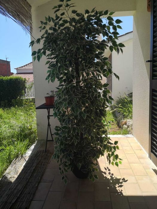planta artificial 150 cm