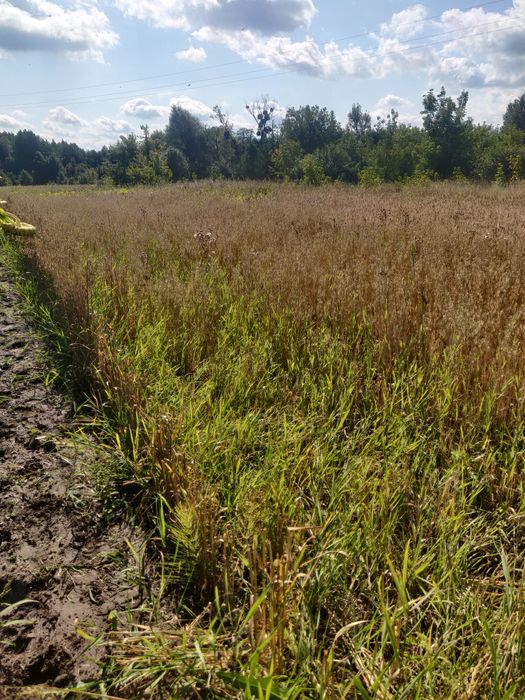 Овёс без химии собранный в ручную. Самое то для здорового образа жизни