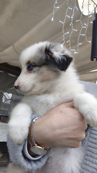 Fantástico pastor australiano cor Merle