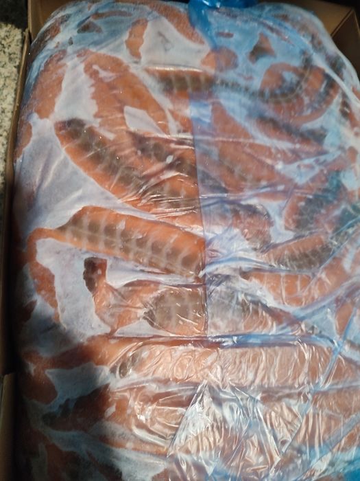 Лосось підшкірне/філе /куски/спинки  Норвегія