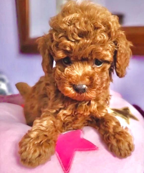 Малыши Мальтипу F1