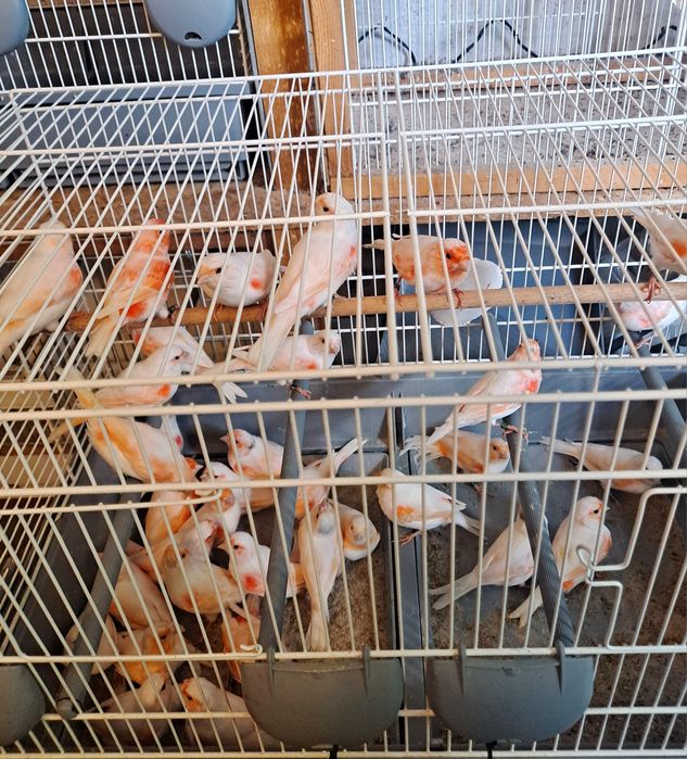 kanarek mozaika czerwona