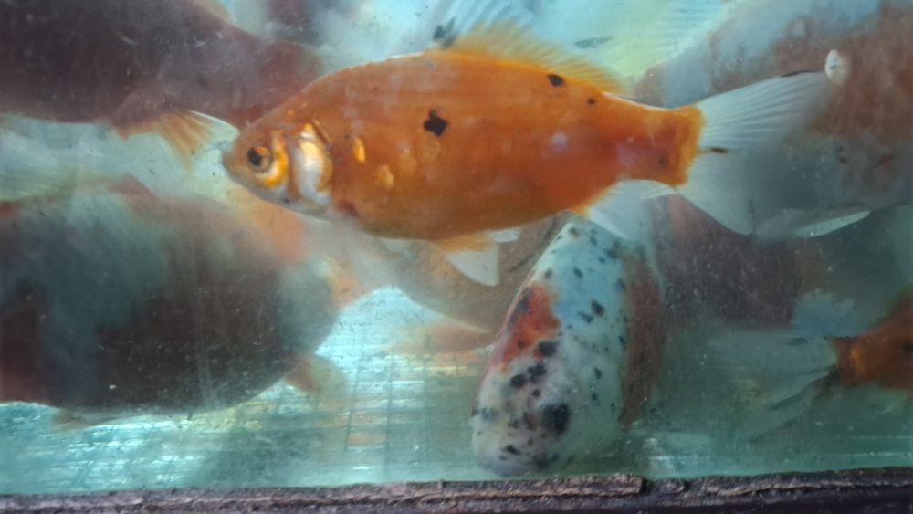 RYBY Karasie ozdobne TANIO!