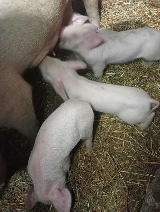 Leitões  Pietran com duroc e tenho também brancos