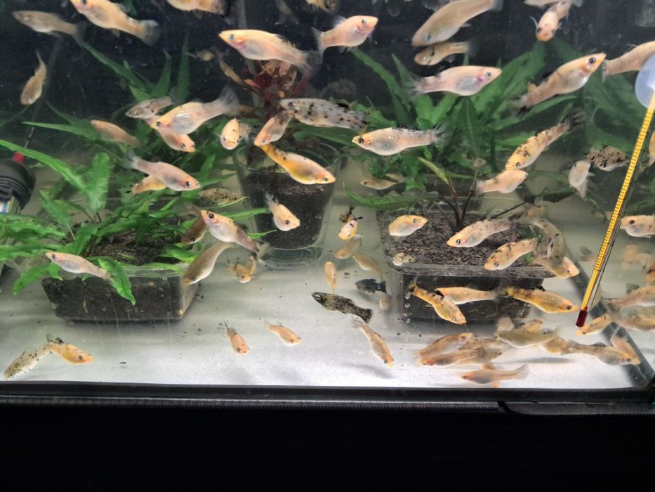 Sprzedam molinezje molinezja nakrapiana srebrna złota