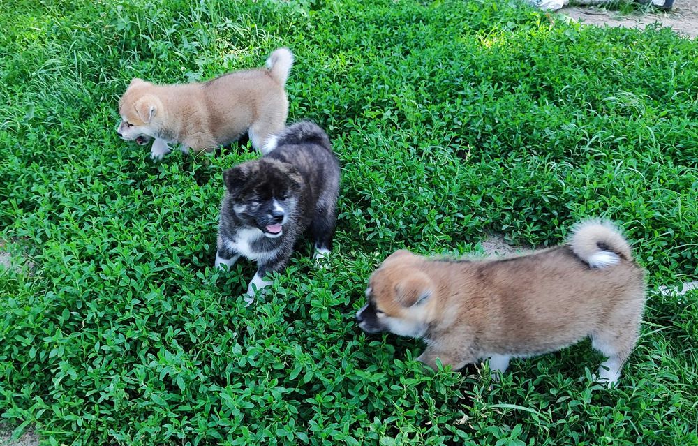 Akita inu socjalizowana przez zoopsychologa