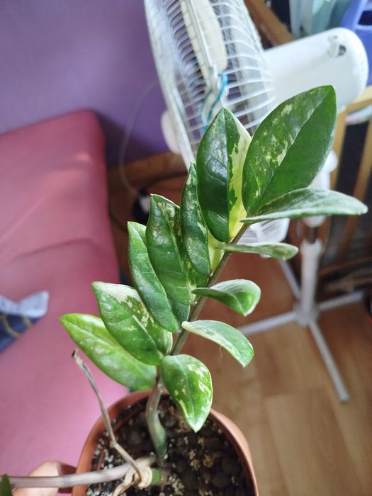 Zamiokulkas variegata