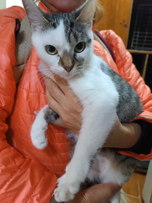 Кицюня в добрі руки