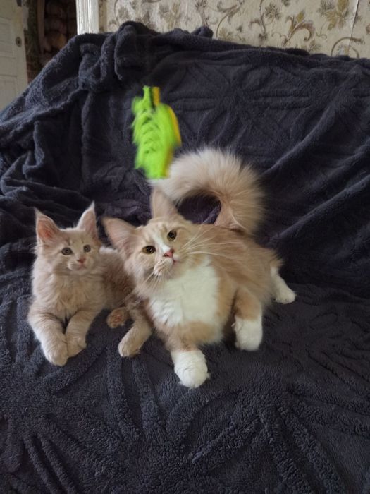 Подарунок на 14 лютого