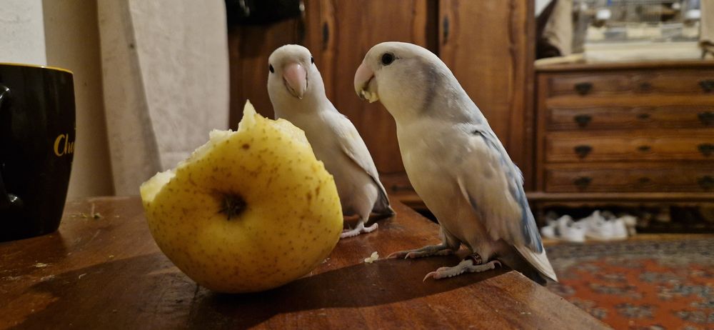 Agapornis Roseicollis