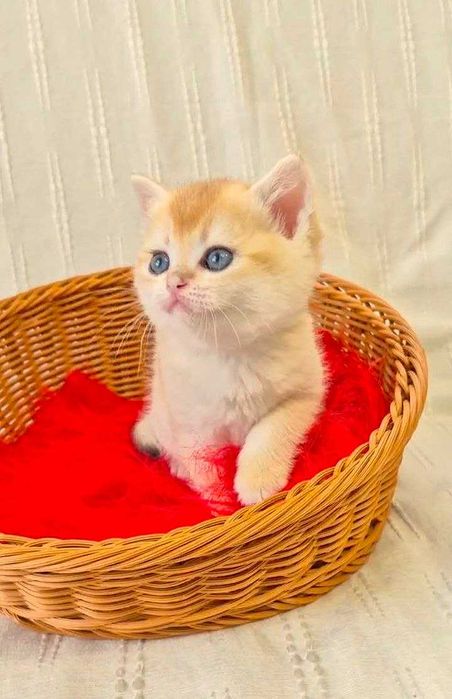 Шотландские котята (ЗОЛОТАЯ ШИНШИЛЛА)