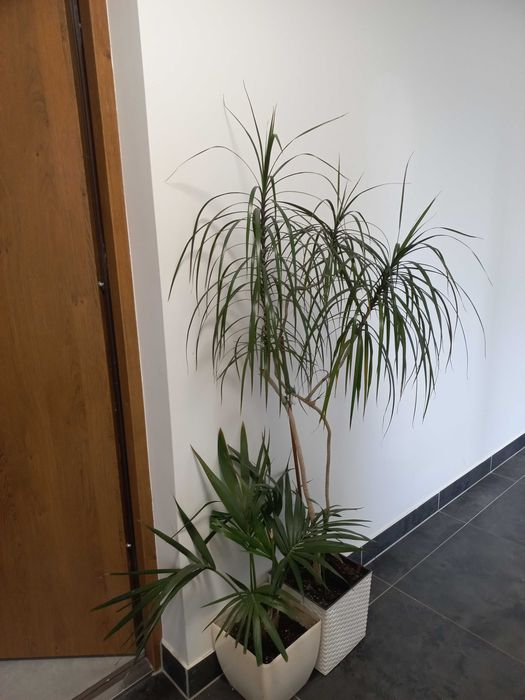 duże kwiaty domowe dracena do biura kancelarii