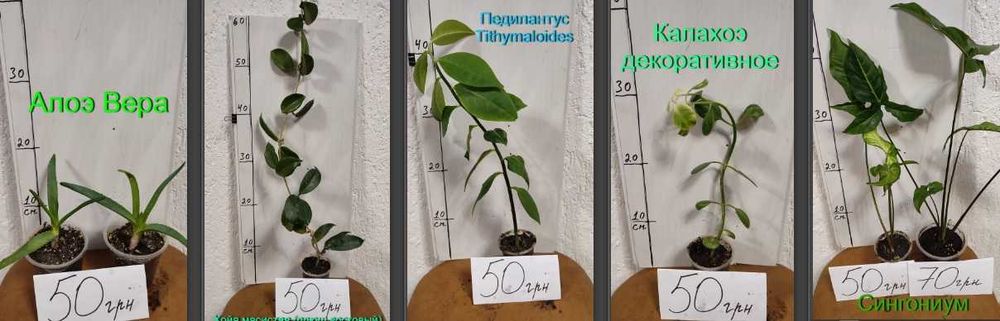 Комнатные растения