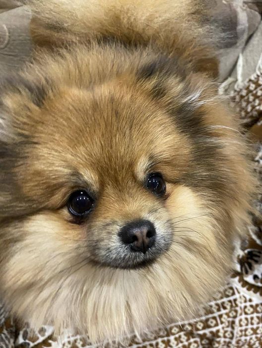 Шикарный кобель Шпиц German SPITZ TOY для вязки.