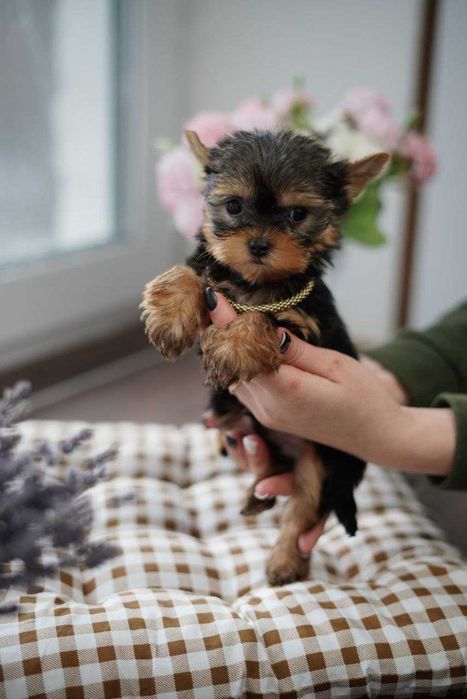Маленькі, але горді – йорки, що стануть членами родини