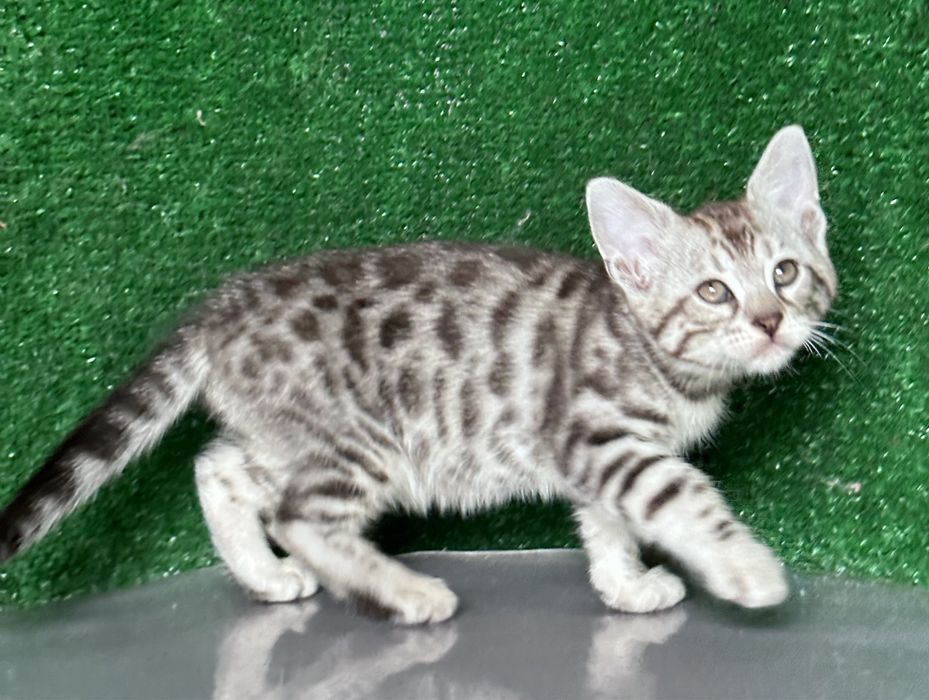 Девочка бенгалка, 2 месяца