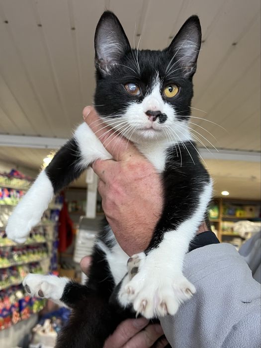 Кошеня 6 місяців