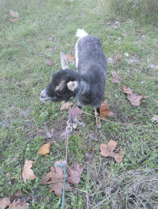 Vendo cabra mais informações WhatsApp