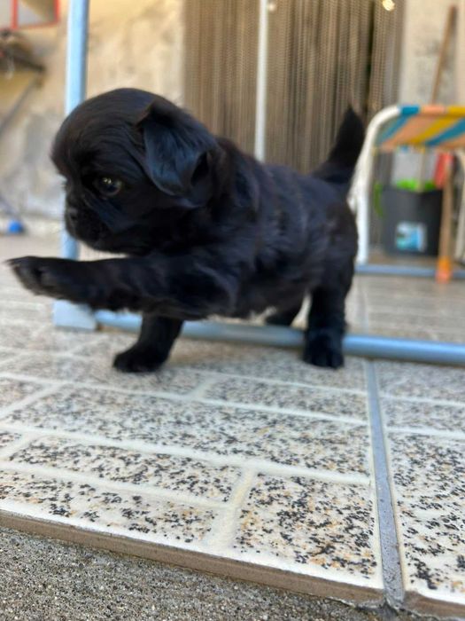 Fêmea fofinha - filha de pai pug puro