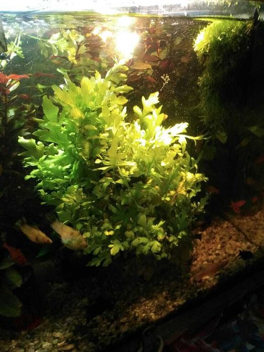 Paprotnica szerokolistna