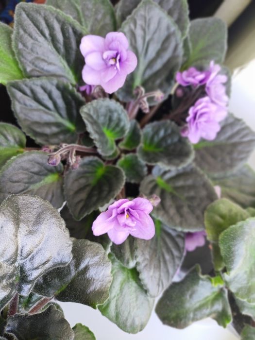 сортові сенполії  фиалки