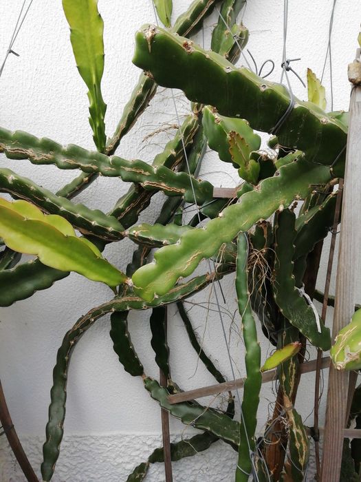 Pitaya vermelha (mudas)