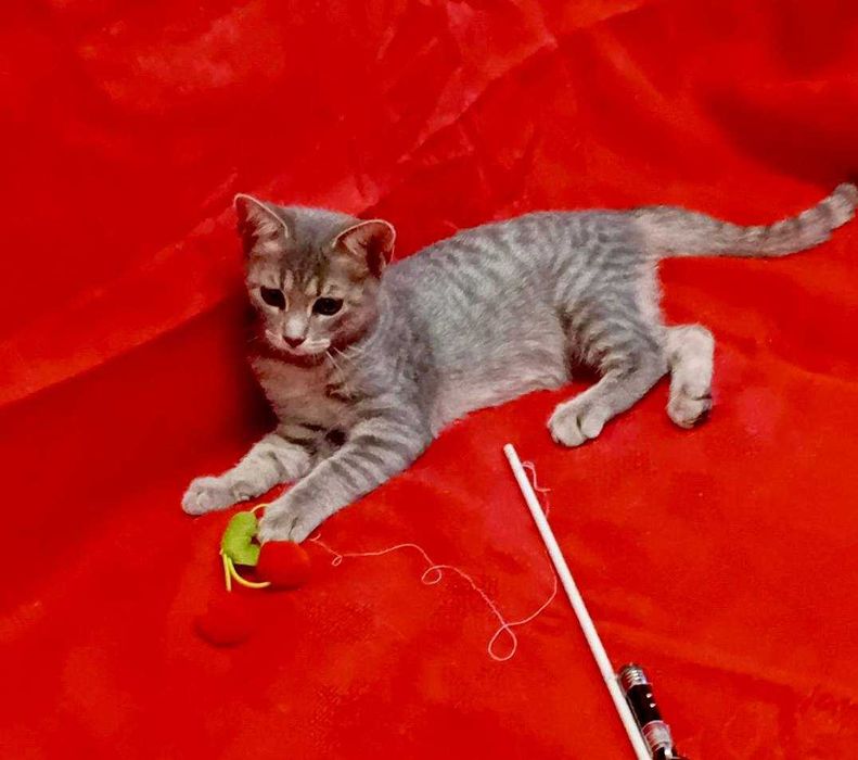 Котенька 4 месяца (девочка)