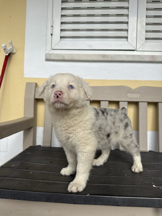 Border Collie Merle Macho com olhos azulão