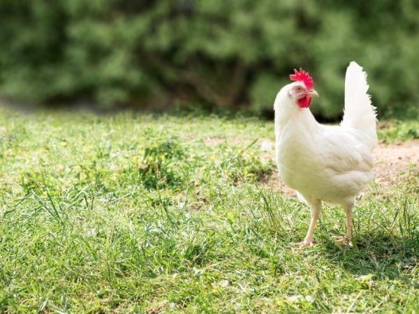 Легггорн інкубаційне яйце продаж