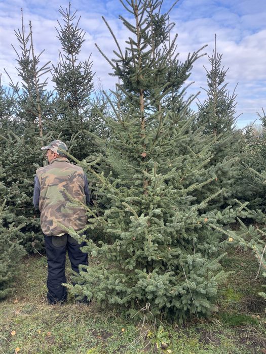 Duże Świerki 350cm  ‼️Świerki do 450cm