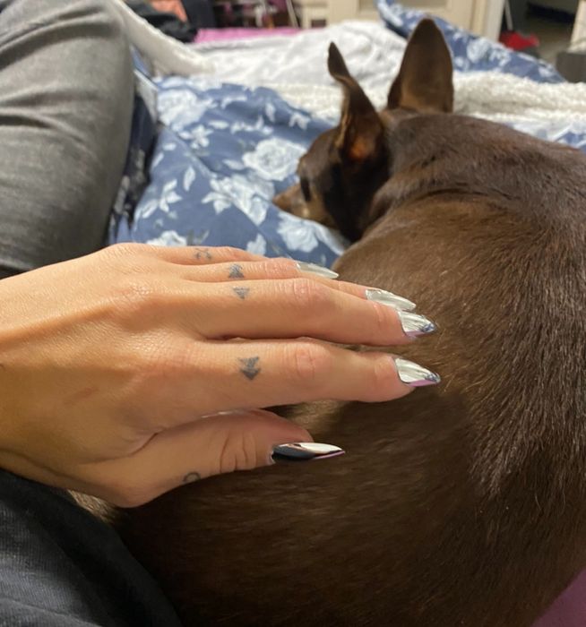 Petsitter - opieka nad zwierzętami