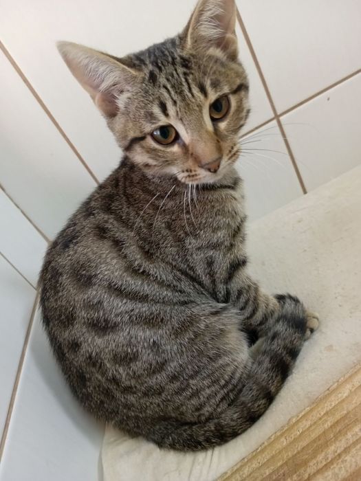 Пристраиваем в добрые руки