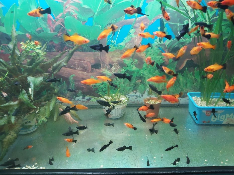 Młode rybki Molinezje Mieczyki.