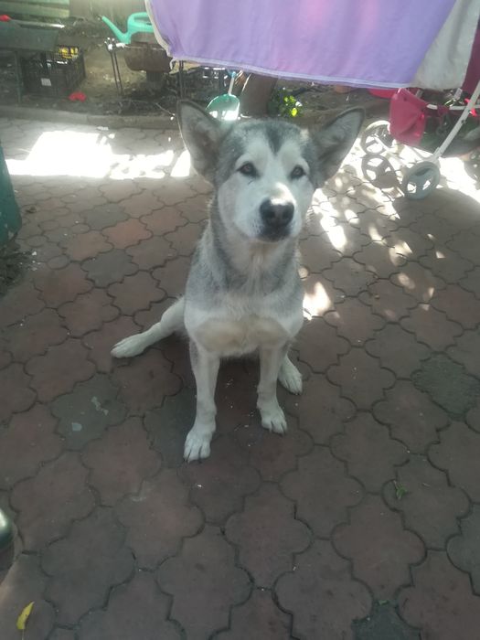 Отдам в хорошие руки