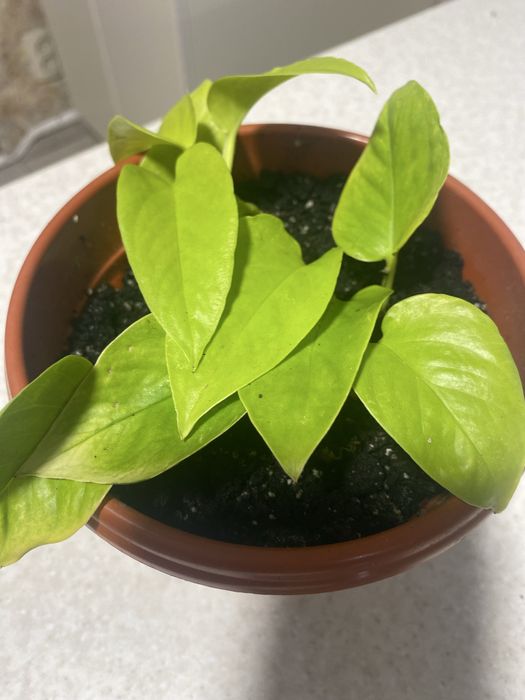 Філадендрон Бразіл , епіпремнум Неон