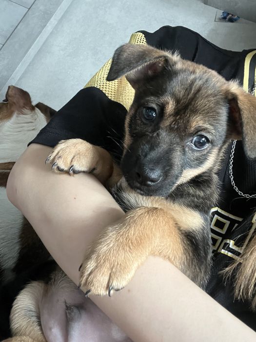 Щенок, 2 месяца, в поиске семьи