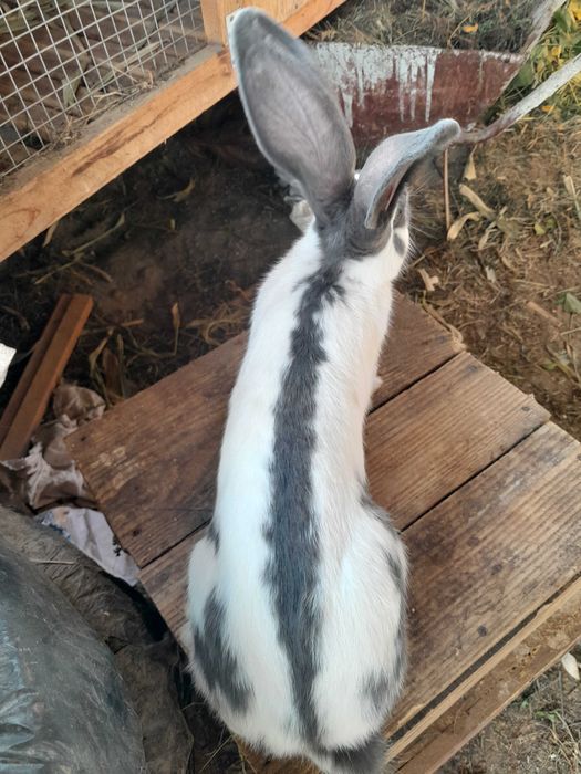 Строкач.Кролики.Кролі.