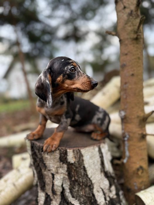 Jamnik krótkowłosy merle piesek