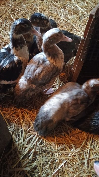 13 x kaczki 7 tygodniowe, kaczka, kaczuszki