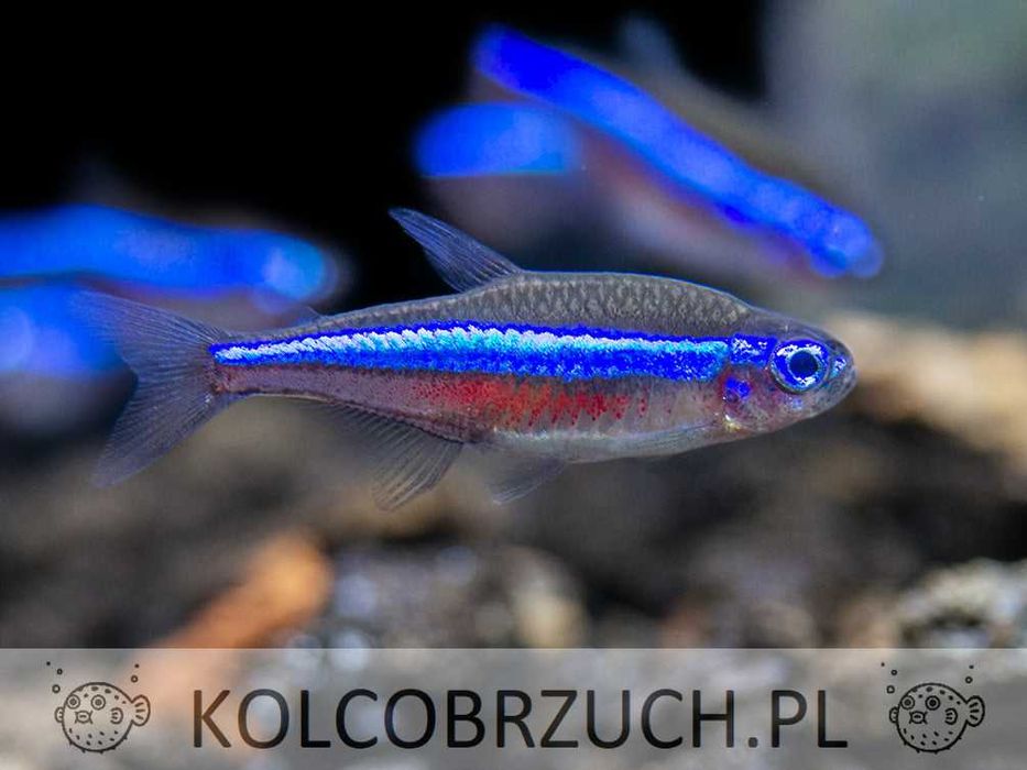 Neon zielony - Paracheirodon simulans - dowozimy, wysyłamy