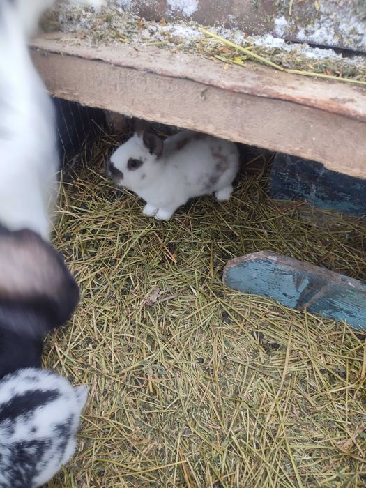 Кролики, шиншила зі строкачем