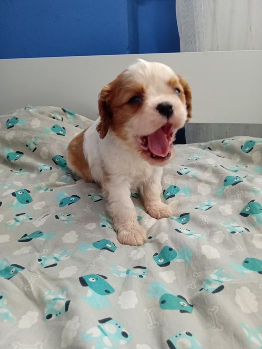 Cavalier King Charles Spaniel Blenheim