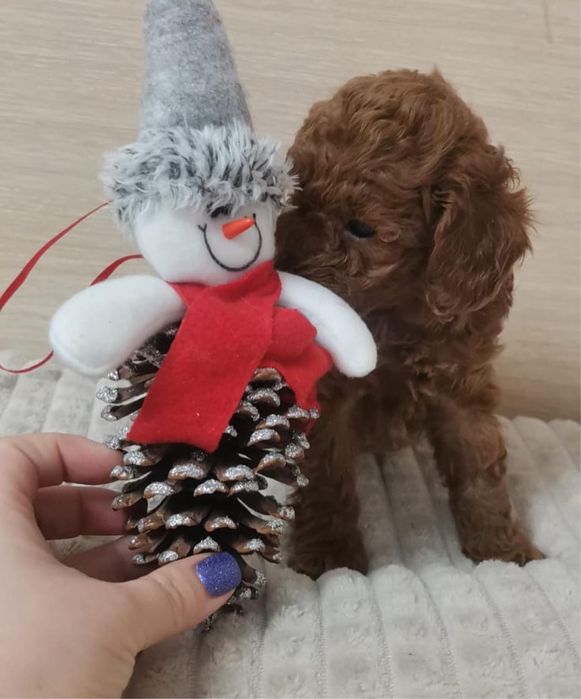 Хлопчик Аріель чекає саме Вас