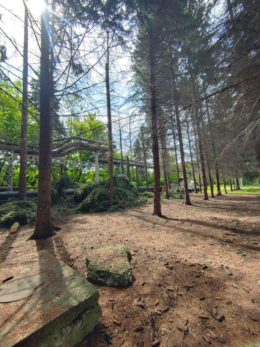 Inwentaryzacje dendrologiczne / drzew